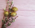 Quail eggs easter sunday greeting decorated of a beautiful decoration willow tradition on a pink wooden background Royalty Free Stock Photo