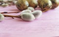 Quail eggs easter peace branch nature of a beautiful decoration willow tradition on a pink wooden background Royalty Free Stock Photo