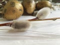 Quail eggs easter branch tradition peace of a willow on a white wooden background Royalty Free Stock Photo