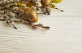 Quail eggs easter branch of a willow on a white wooden background Royalty Free Stock Photo