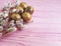 Quail eggs easter peace greeting branch nature of a beautiful decoration willow tradition on a pink wooden background Royalty Free Stock Photo