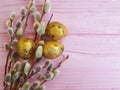 Quail eggs easter sunday greeting nature of a beautiful decoration willow tradition on a pink wooden background Royalty Free Stock Photo