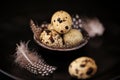 Quail eggs with feathers in a black ceramic plate on a black slate background.Organic Farm natural bio quail eggs set Royalty Free Stock Photo