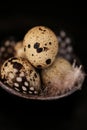 Quail eggs with feathers on a black slate background.Organic Farm natural quail eggs set.natural protein.Useful healthy Royalty Free Stock Photo