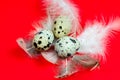 Quail eggs and feathers Royalty Free Stock Photo