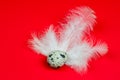 Quail eggs and feathers Royalty Free Stock Photo