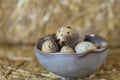 Quail eggs and feathers in a gray ceramic cup on a hay background.Farm products . Organic natural quail eggs.High