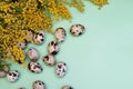 Quail eggs on a green background Royalty Free Stock Photo