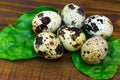Quail eggs, green leaves closeup on wooden table Royalty Free Stock Photo