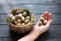 Quail eggs with green moss and feathers in a nest and girl hand with three eggs in a black wooden table with copy space Royalty Free Stock Photo