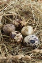 Quail eggs at hay nest, close up. Organic healthy food