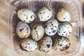 Quail eggs lay in transparent box. View from above Royalty Free Stock Photo