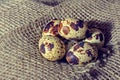 Quail eggs Royalty Free Stock Photo