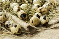 Quail eggs lie on sacking Royalty Free Stock Photo