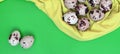 Quail eggs on a light green surface, top view, empty place for t