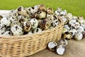 Quail eggs a lot of in basket and heap shell quail eggs on sackcloth of the grassland background. Royalty Free Stock Photo