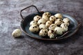 Quail eggs in a metal tray Royalty Free Stock Photo