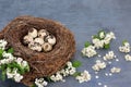 Quail Eggs in a Natural Birds Nest with Spring Blossom Royalty Free Stock Photo