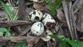 Quail eggs on the nature with natural background