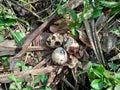 Quail eggs on the nature with natural background