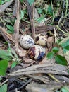 Quail eggs on the nature with natural background