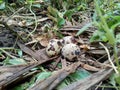 Quail eggs on the nature with natural background