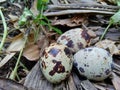 Quail eggs on the nature with natural background