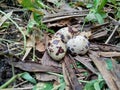 Quail eggs on the nature with natural background