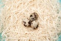 Quail eggs in a nest on blue stone background. Royalty Free Stock Photo