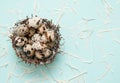 Quail eggs in a nest on blue stone background. Royalty Free Stock Photo