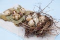 quail eggs Royalty Free Stock Photo