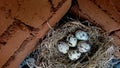 Quail eggs in the nest on gravel, brick background