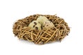 Quail eggs in a nest isolated over white background. Bird?s nest with tiny eggs Royalty Free Stock Photo