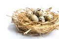 quail eggs in a nest isolated on white background Royalty Free Stock Photo