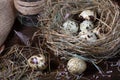 Quail eggs in the nest and on the old wooden table in the barn among hay and dried flowers Royalty Free Stock Photo