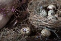 Quail eggs in the nest and on the old wooden table in the barn among hay and dried flowers Royalty Free Stock Photo