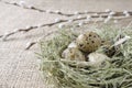 Quail eggs in the nest with willow branch, close up Royalty Free Stock Photo