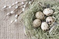 Quail eggs in the nest with willow branch, close up Royalty Free Stock Photo