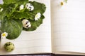 Quail eggs on a notebook with daisies Royalty Free Stock Photo