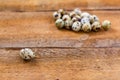 Quail eggs on old brown wooden background