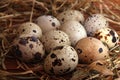 Quail eggs