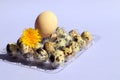 Quail eggs in a package, chicken egg on top, dandelion flower, light background, space for text Royalty Free Stock Photo