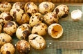 Quail eggs on an eco-friendly quail farm