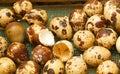 Quail eggs in an incubator Royalty Free Stock Photo