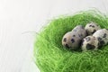 Quail eggs photo large on the table