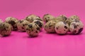 Quail eggs on pink background. Hand arranging the eggs Food mishap