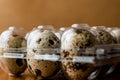 Quail Eggs in plastic box / carrier Royalty Free Stock Photo