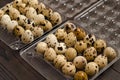 Quail eggs in a plastic container on a dark wooden background. Royalty Free Stock Photo