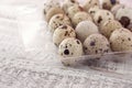 Quail eggs in a plastic container on rustic wooden background Royalty Free Stock Photo