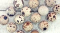 Quail eggs in a plastic container on rustic wooden background. T Royalty Free Stock Photo
